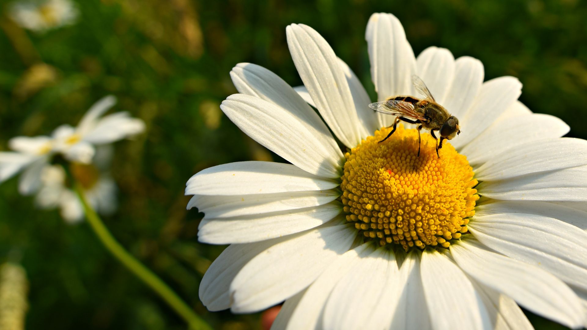 Conservazione della Natura